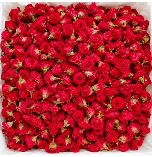 Pooja Flowers - Button Rose
